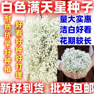 白色满天星花种子重瓣四季种易活花卉室内外阳台盆栽满天星花草