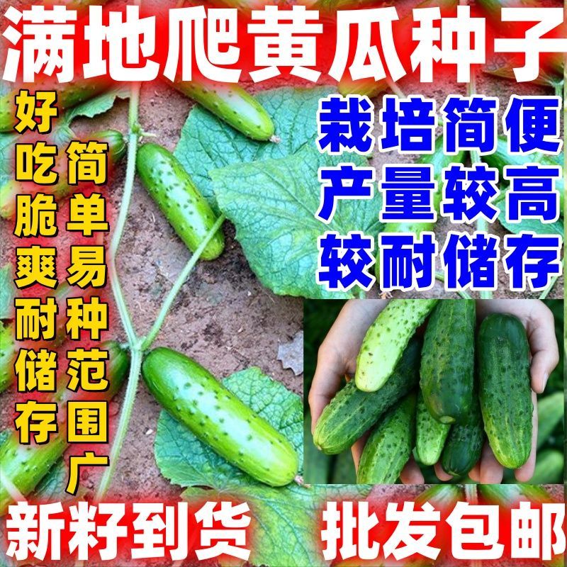 满地爬黄瓜种子懒人春秋地黄瓜种籽抗病耐热庭院阳台蔬菜种子新籽