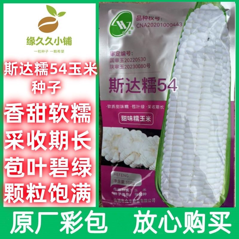 斯达糯54甜糯玉米种子耐热皮薄无渣香甜高产大棒非转基因早熟正品