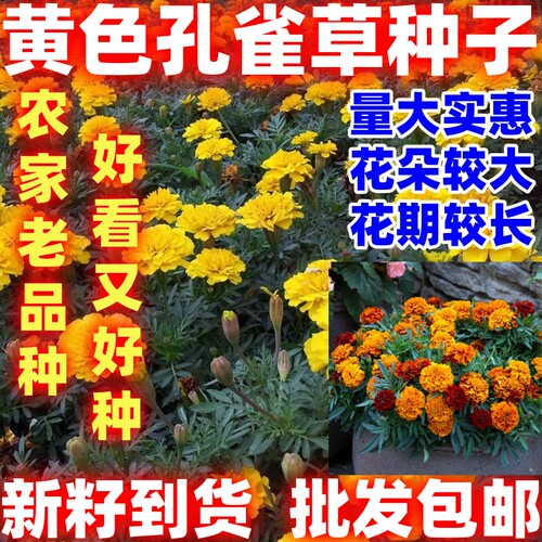 黄色孔雀草花种子混色重瓣草花种子庭院室外景观花卉好看好种花草