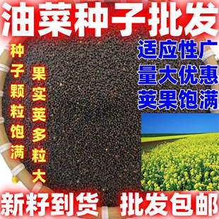 油菜花种子观赏油菜花榨油食用油菜籽油抗虫耐旱耐寒新采油菜种子