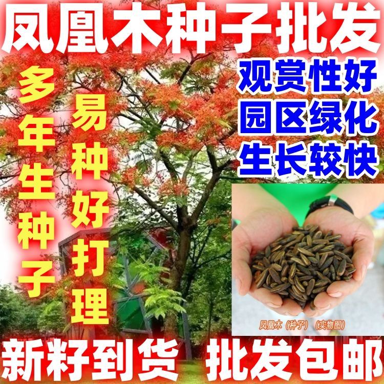 当季新籽凤凰木种子四季易种凤凰树多年生庭院景观风景树种子观赏