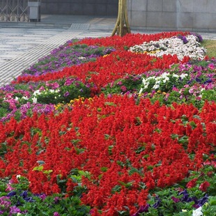一串红种子高杆一串红花种籽观赏绿化花期长园林绿化花卉草籽好看