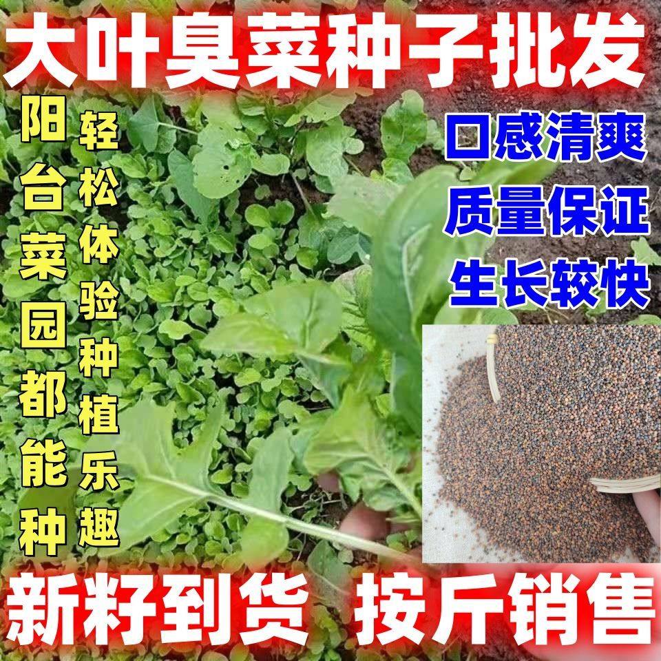 大叶臭菜种子野菜阳台配载东北芝麻菜蔬菜种子论斤销售