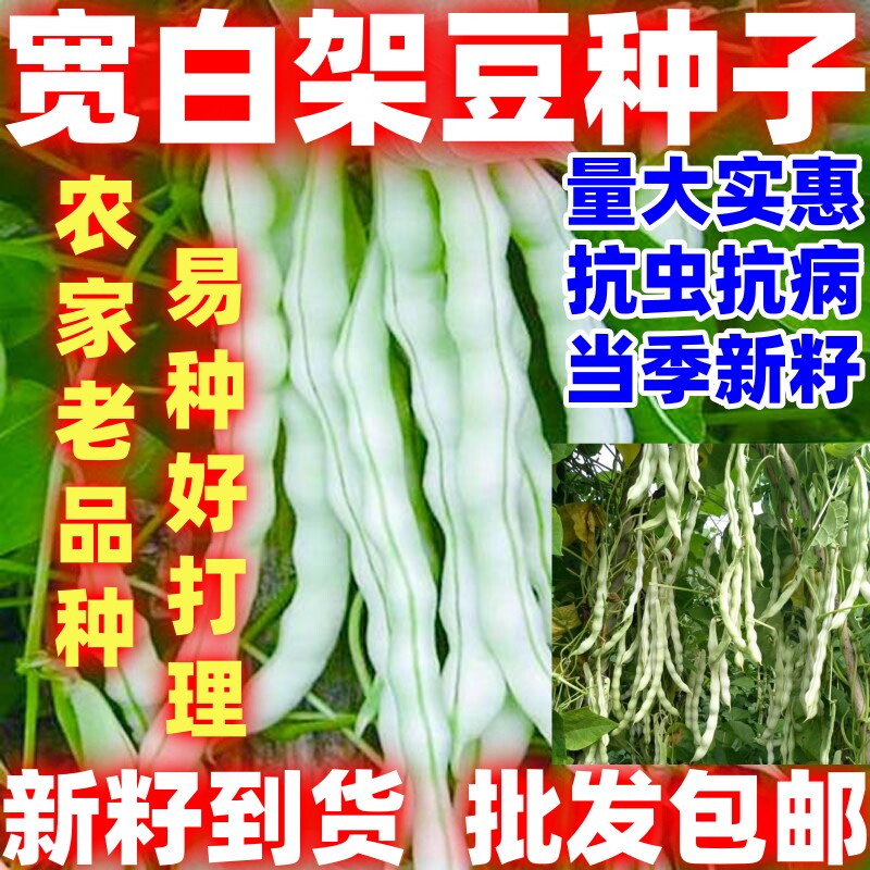 宽白架豆白不老架豆种子农家老品种春季秋季无筋扁豆豆角菜豆种籽
