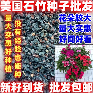 美国石竹种子观赏花卉盆栽大花海简单易种根耐寒耐旱花期长花种籽
