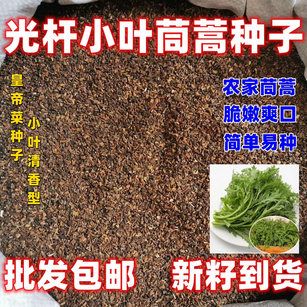 光杆小叶茼蒿菜种子皇帝菜阳台蔬菜种籽茼蒿菊四季种植青菜种子菜-封面