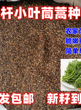 光杆小叶茼蒿菜种子皇帝菜阳台蔬菜种籽茼蒿菊四季种植青菜种子菜