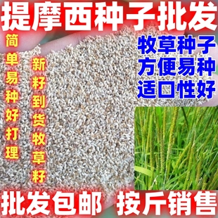 牧草种子兔子吃的草提摩西草种子猫尾草梯牧草喂养兔子爱吃的草籽