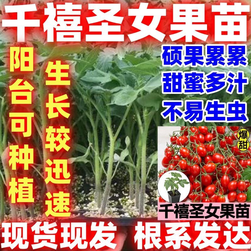 好吃红黄千禧圣女果苗秧苗红黄超甜薄皮小番茄种子阳台盆栽蔬菜苗