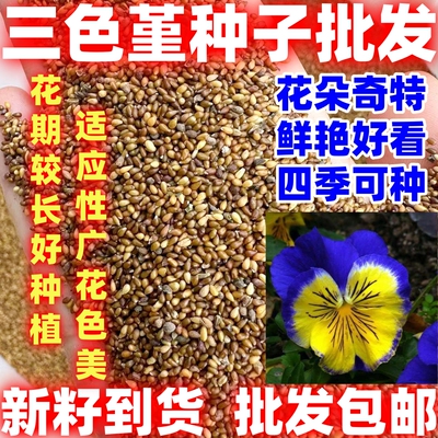 三色堇花种子简单易种春天阳台盆栽植物花种籽简单易活庭院种室内
