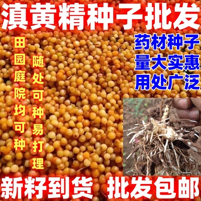 药材滇黄精种籽滇黄精种子中药材种子黄精种子简单易种论斤卖