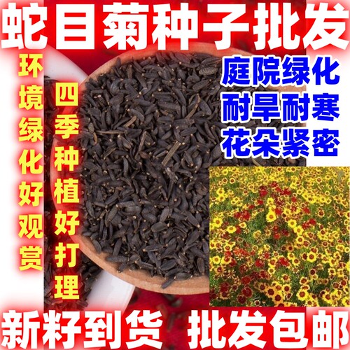 多年生蛇目菊种子简单易种好看好种种子耐寒花卉阳台盆栽用处广
