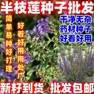 新籽中草药材籽半枝莲种子并头草韩信草赶山鞭牙刷草紫连草好种