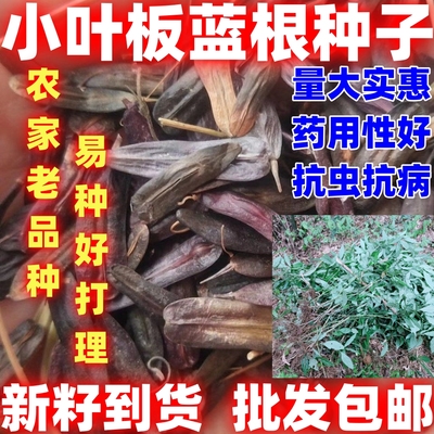 小叶板蓝根种籽批发论斤卖庭院阳台盆栽种植蔬菜种小叶板蓝根种子