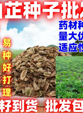 白芷种子四季种植论斤卖庭院田园种植白芷种籽中药材种子白芷子
