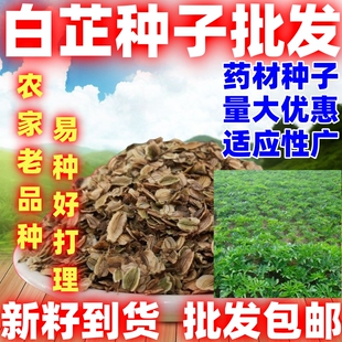 白芷种子四季种植论斤卖庭院田园种植白芷种籽中药材种子白芷子