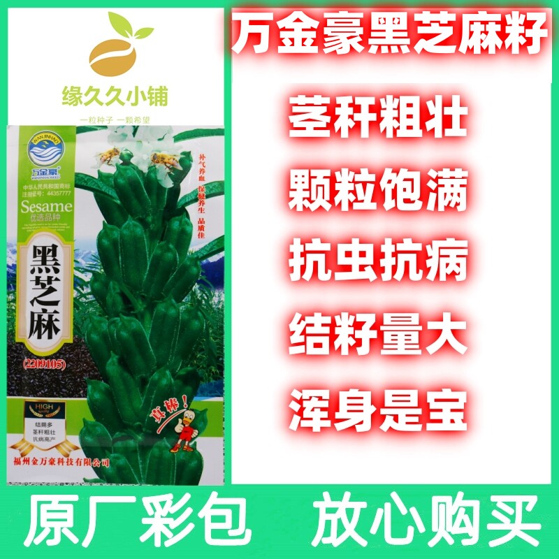黑芝麻种子原厂包装放心购买荚多量大浑身是宝农家老品种籽