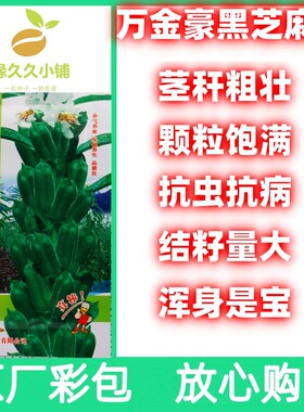 黑芝麻种子原厂包装放心购买荚多量大浑身是宝农家老品种籽