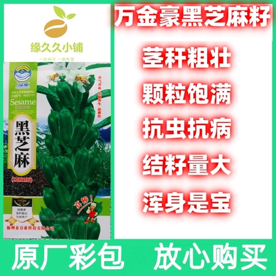 黑芝麻种子原厂包装放心购买荚多量大浑身是宝农家老品种籽