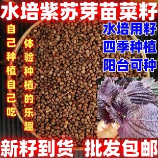水培紫苏芽苗菜种子无土栽培四季种植水培紫苏芽苗菜籽水培植物