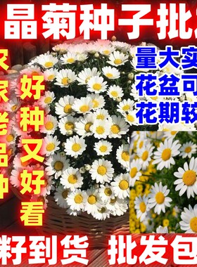 白晶菊花种子四季易活冬季庭院盆栽花卉种子好种室外家庭植物好籽