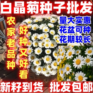 白晶菊花种子四季易活冬季庭院盆栽花卉种子好种室外家庭植物好籽