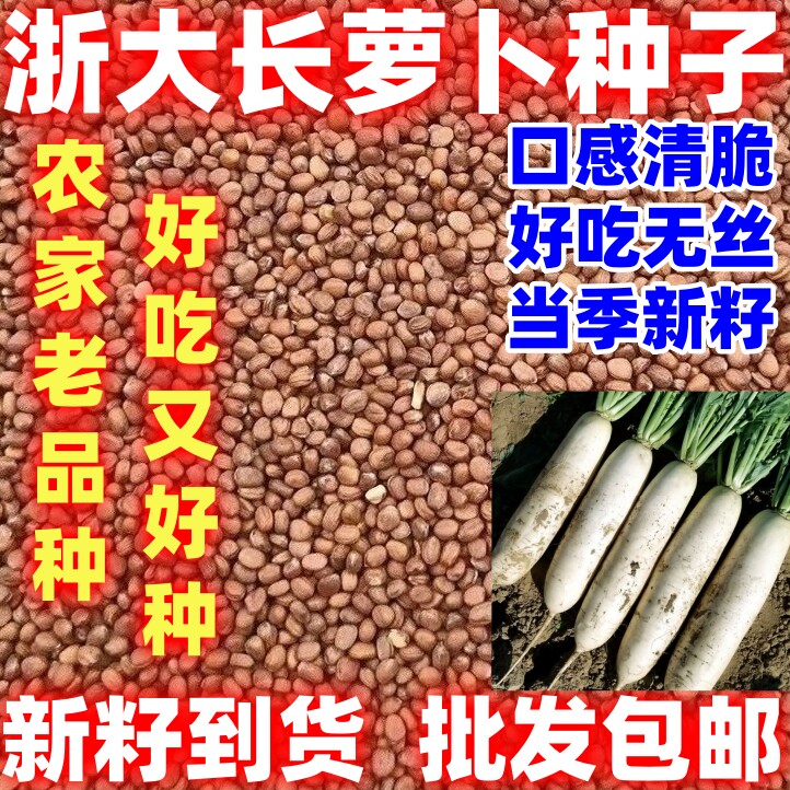 浙大长萝卜种子大白萝卜简单易种耐寒产量高夏秋播种蔬菜种子