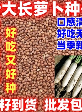 浙大长萝卜种子大白萝卜简单易种耐寒产量高夏秋播种蔬菜种子
