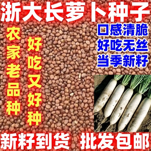 浙大长萝卜种子大白萝卜简单易种耐寒产量高夏秋播种蔬菜种子