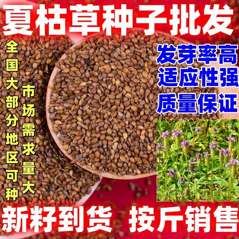 夏枯草种子农家老品种论斤销售庭院田园种籽图片