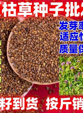 夏枯草种子农家老品种论斤销售庭院田园种籽