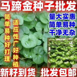 马蹄金种子盆栽花园小铜钱草种子草坪种子小金钱草籽易种家庭绿化