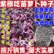 紫根吃苗萝卜种子水培芽苗菜种籽四季 阳台论斤销售室内栽培可水培