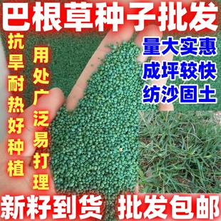 巴根草种子简单易种护坡草籽爬地草绊根草护坡种子防水土流失