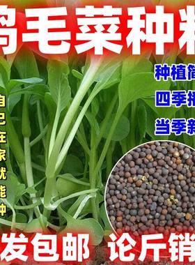 鸡毛菜种子上海青种子可水培小白菜种籽新籽蔬菜种子当季新种易种