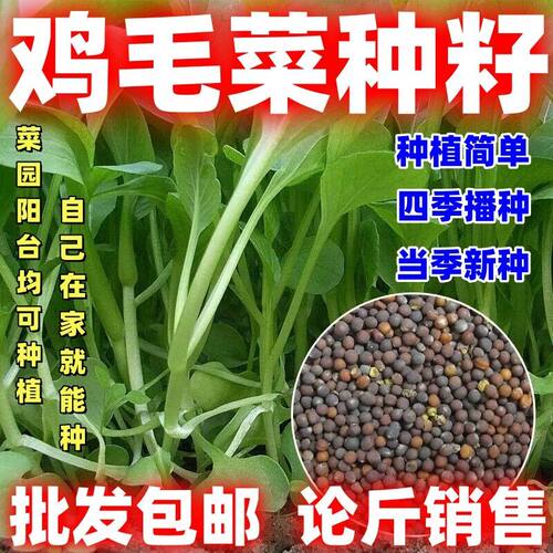 鸡毛菜种子上海青种子可水培小白菜种籽新籽蔬菜种子当季新种易种