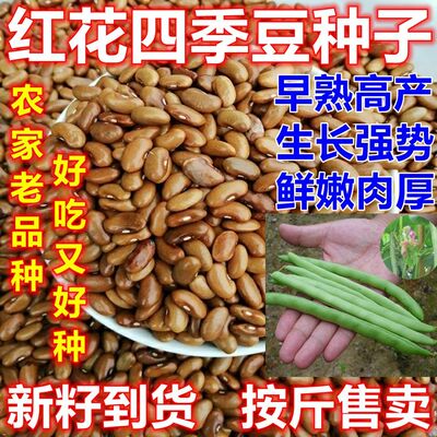 红花四季豆种子论斤卖田园棚栽种植四季搭架豆角早熟好吃易种耐旱