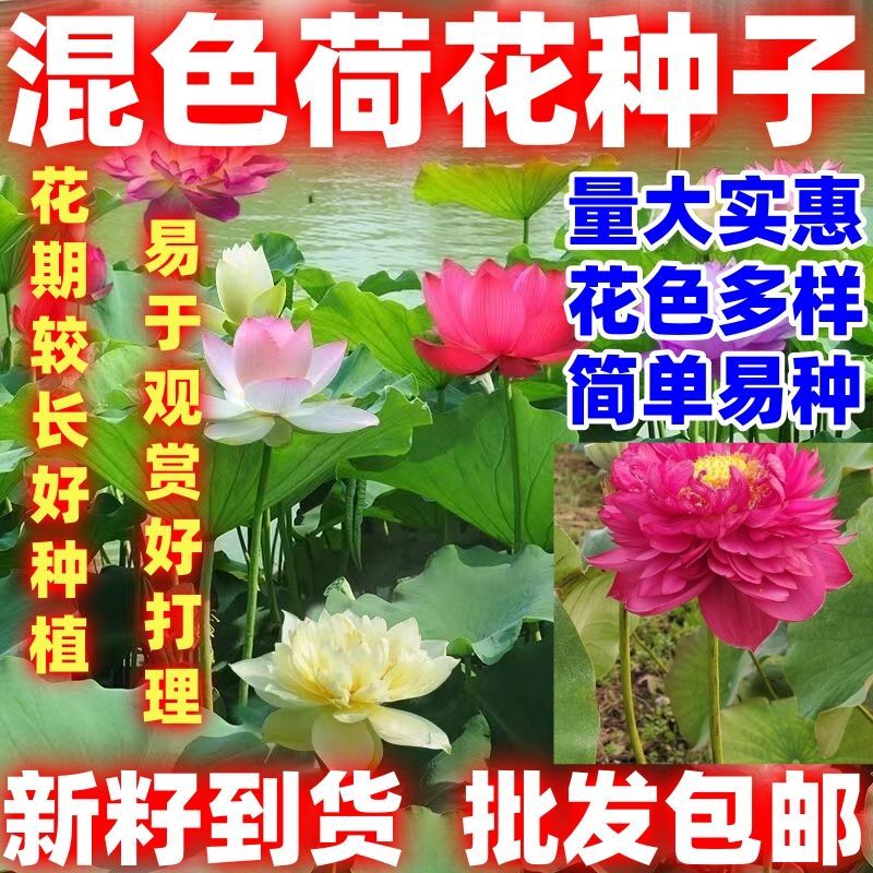 混色荷花水生种简单易种四季种易活室内盆栽绿植花卉荷花种好看