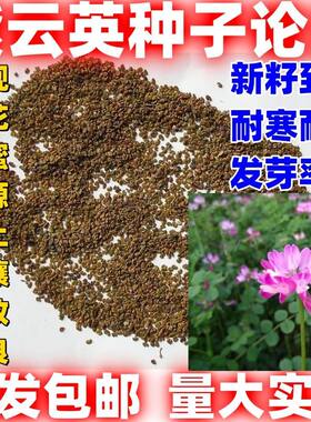 紫云英种子绿肥种子养蜂蜜源可食用牧草种子新籽好种简单包邮论斤