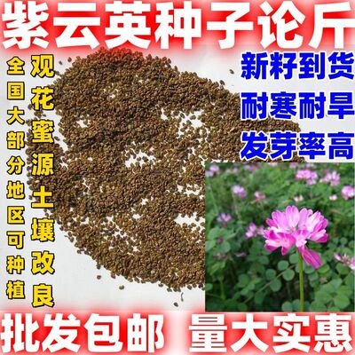 紫云英种子绿肥种子养蜂蜜源可食用牧草种子新籽好种简单包邮论斤