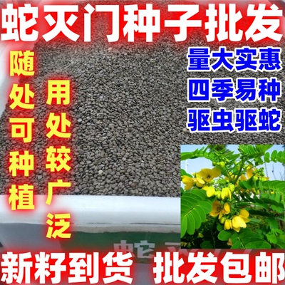 简单易种蛇灭门种子用处广泛功效多样驱虫驱蛇量大实惠蛇灭门种子