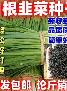 白根韭菜种子老品种韭菜种籽阳台盆栽庭院大田农作物种子简单易种