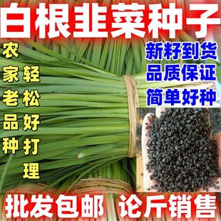 白根韭菜种子老品种韭菜种籽阳台盆栽庭院大田农作物种子简单易种