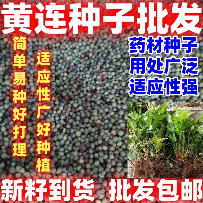中药材黄连种子西南稀有简单易种中草药黄连根种苗庭院盆栽好种