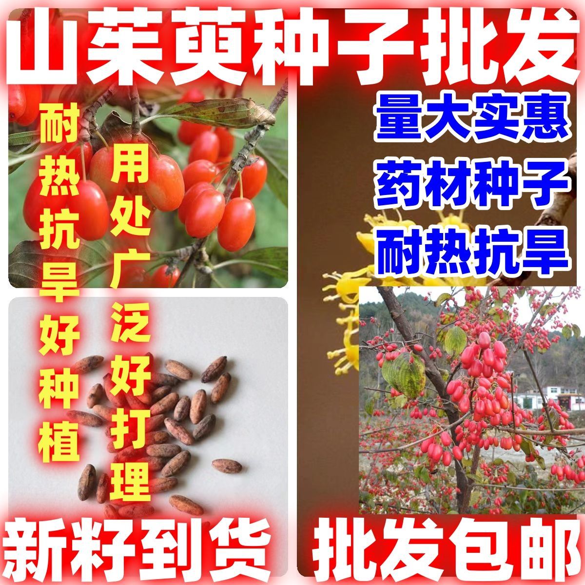 山茱萸种子包邮蜀酸枣山萸肉山芋肉山于肉多年生落叶包邮