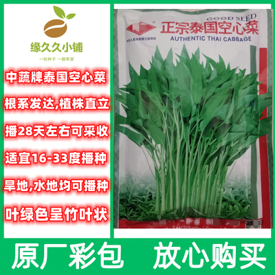 福建中蔬正宗泰国空心菜种青杆竹叶状口感脆旱地水田皆可种好吃菜