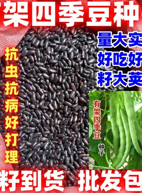 田园庭院栽种蔬菜种子蔬菜种有架四季豆种籽有架四季豆种子好种