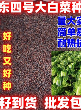 山东四号大白菜种籽田园种植蔬菜种子白菜种子山东四号大白菜子
