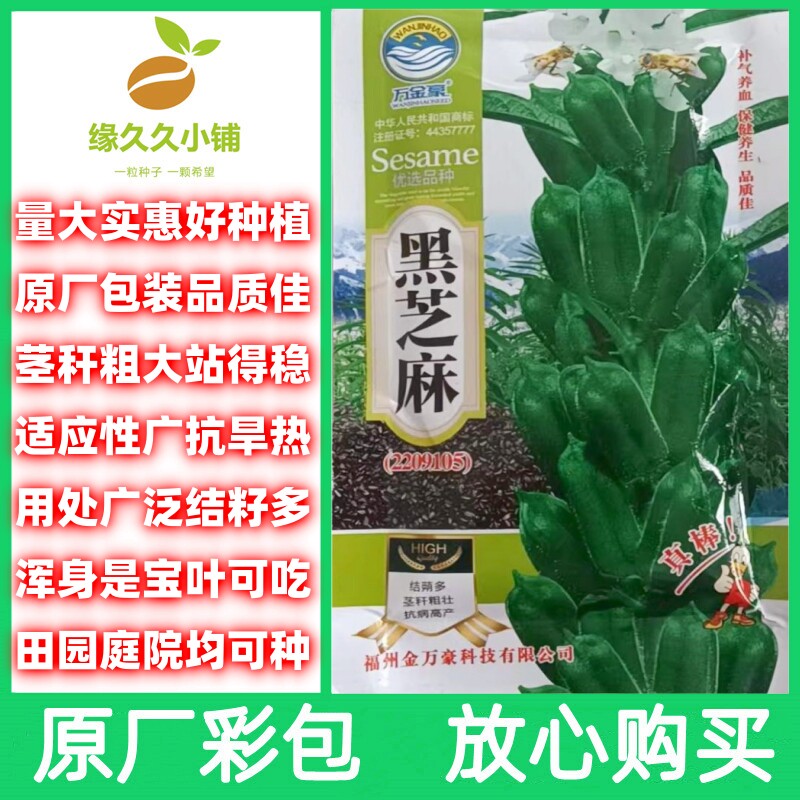 黑芝麻种子原厂包装购买放心种植简单量大高产茎粗籽多荚多好种